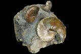 Cretaceous Fossil Ammonite Cluster - South Dakota #115363-1